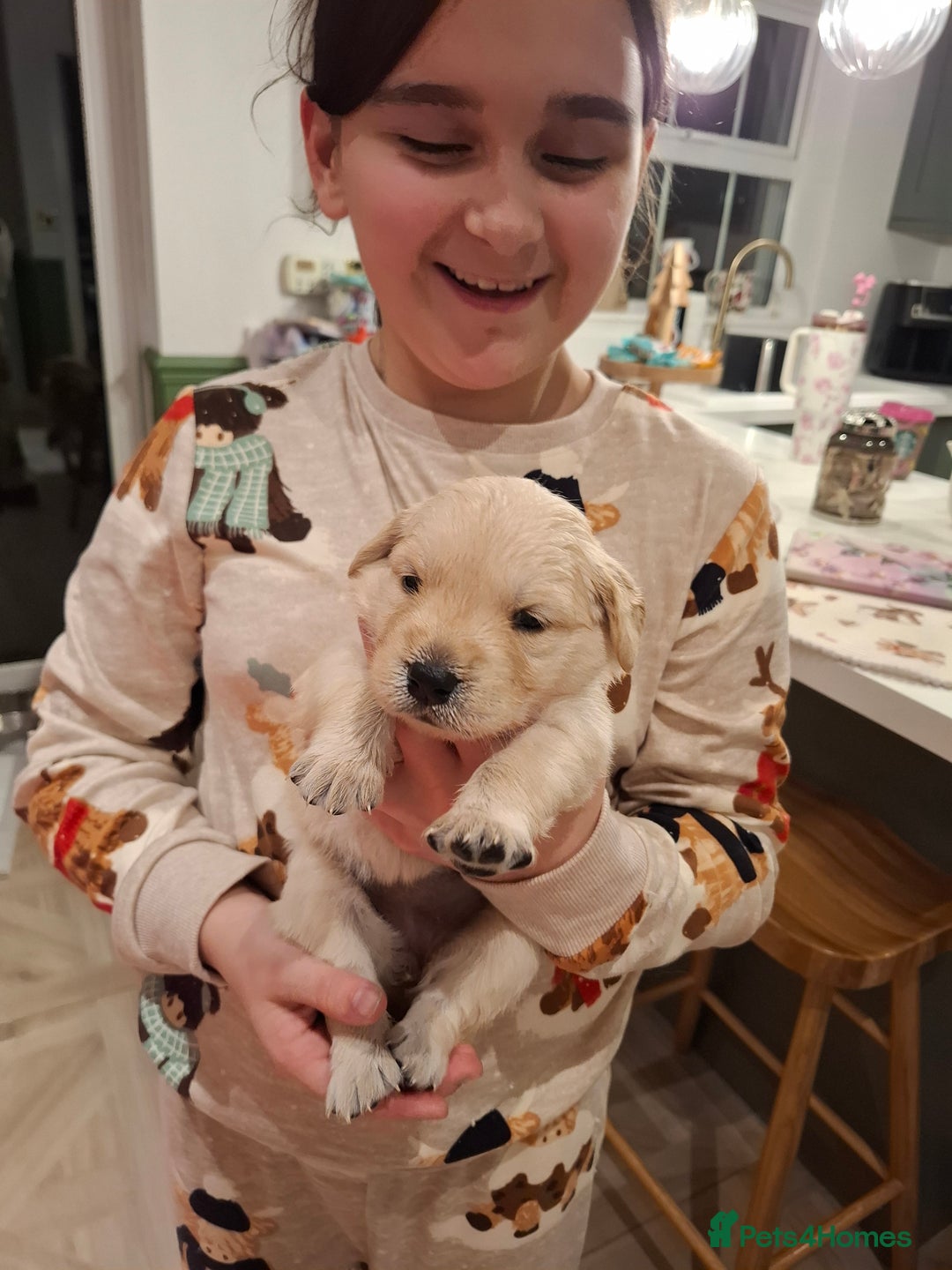 Golden Retriever dogs for sale: KC reg golden retriever puppies - Advert 27