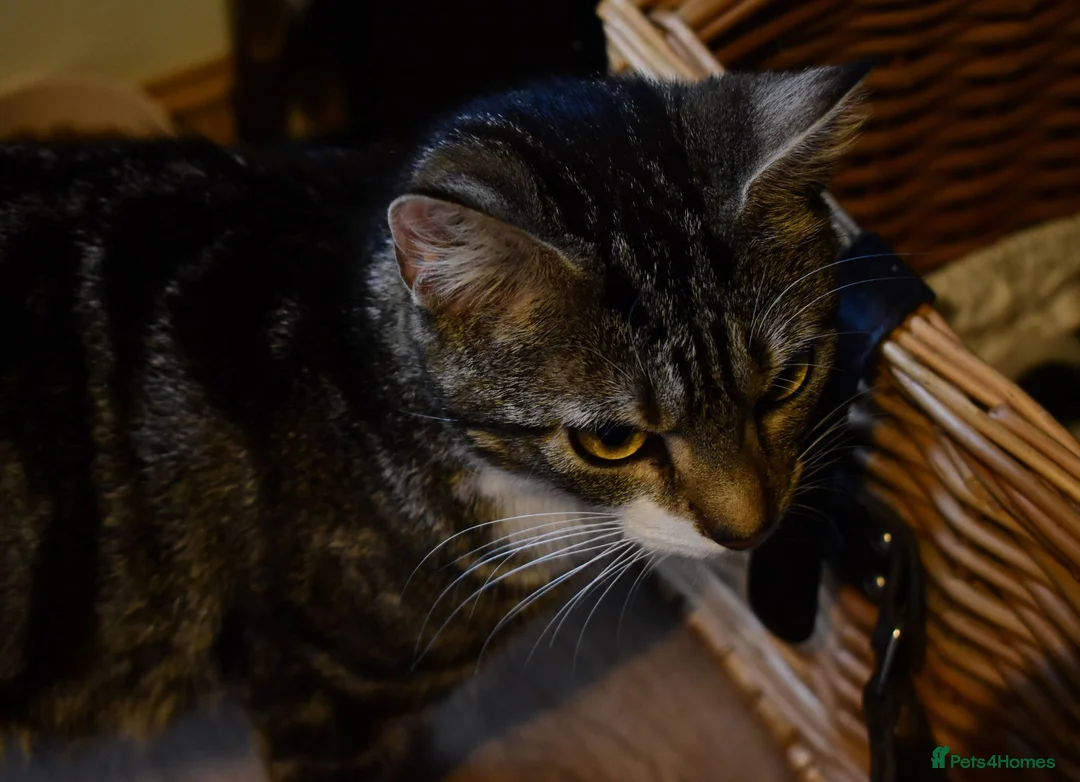 Mixed Breed cats for sale: Beautiful Home-Raised Kittens – Ready at 12 Weeks - Advert 2