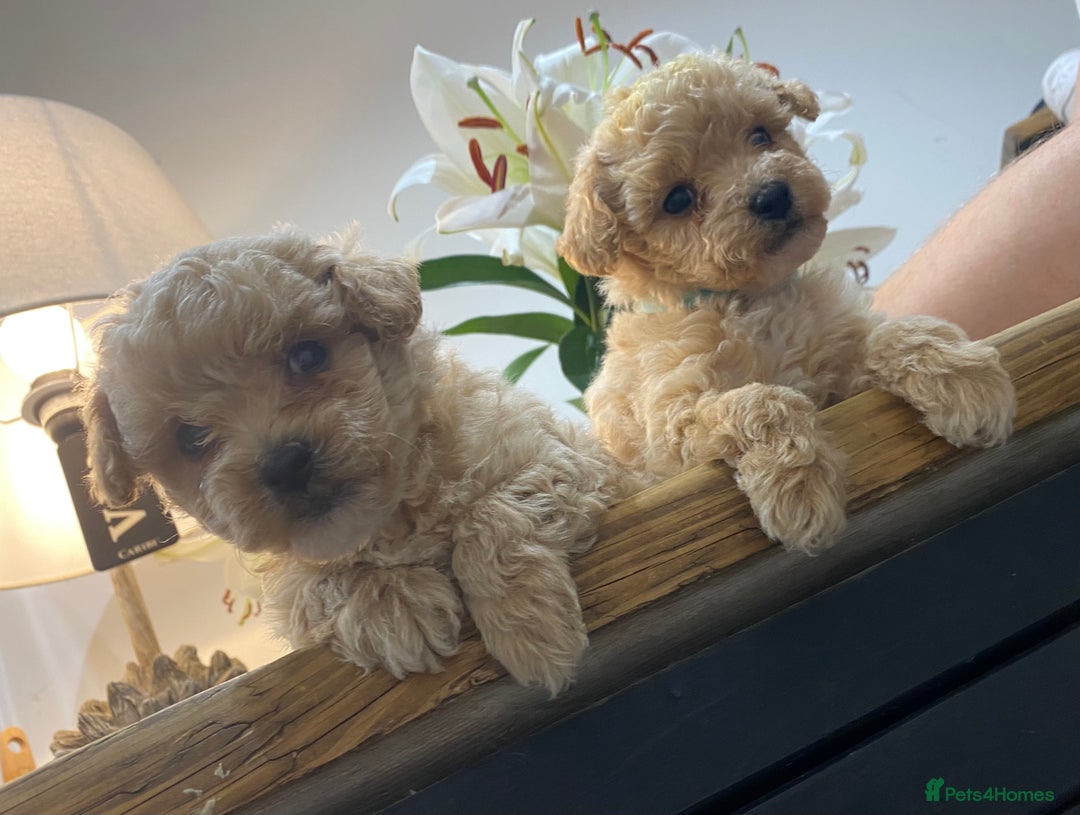 Poochon dogs for sale: F1B Poochon’s - Image 6