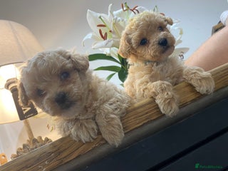 Poochon dogs - Advert 19