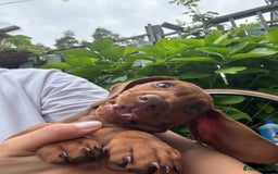 Dachshund dogs for sale: Beautiful puppies of standard dachshund  - Image 28