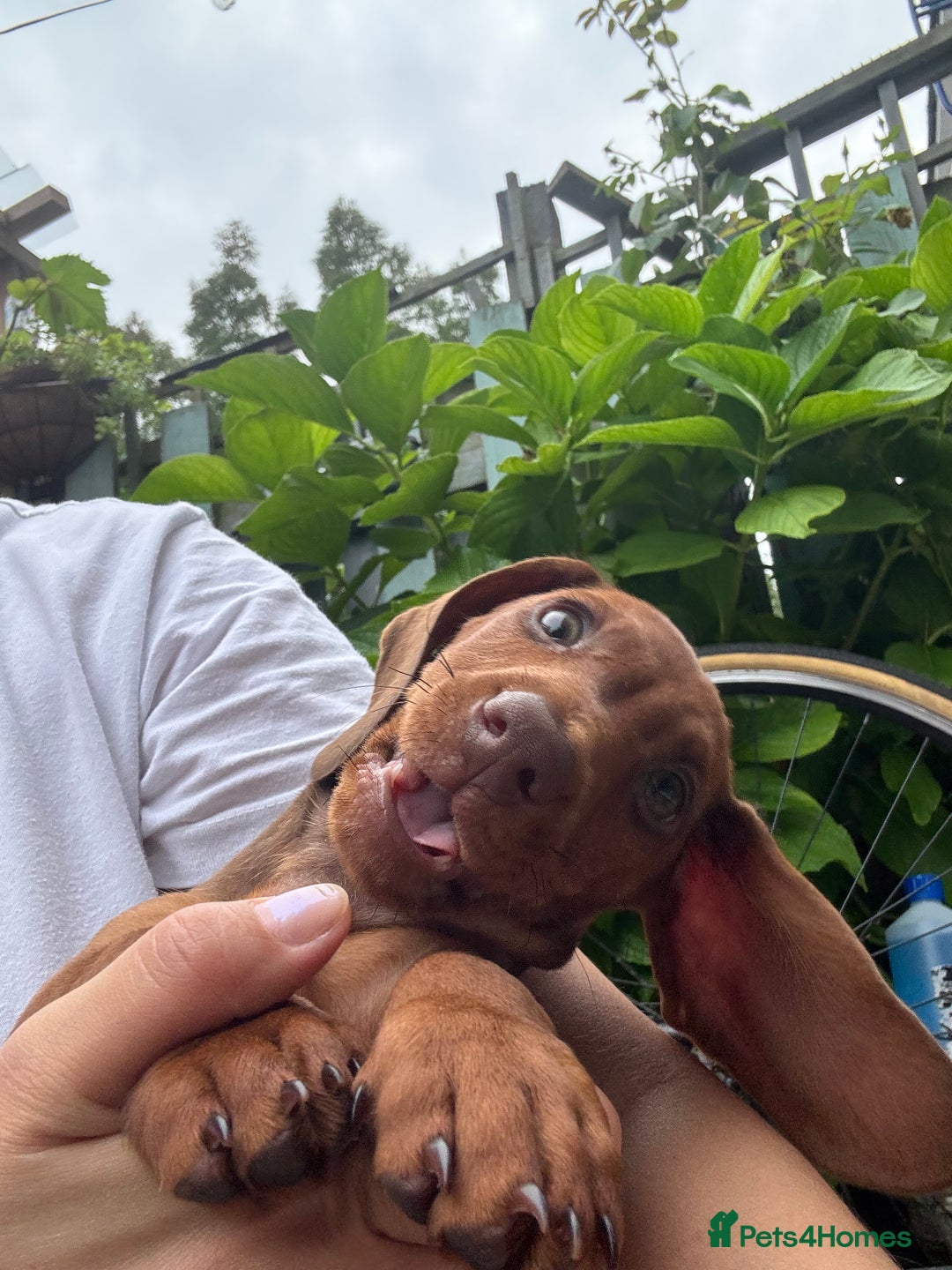 Dachshund dogs for sale: Beautiful puppies of standard dachshund  - Image 28