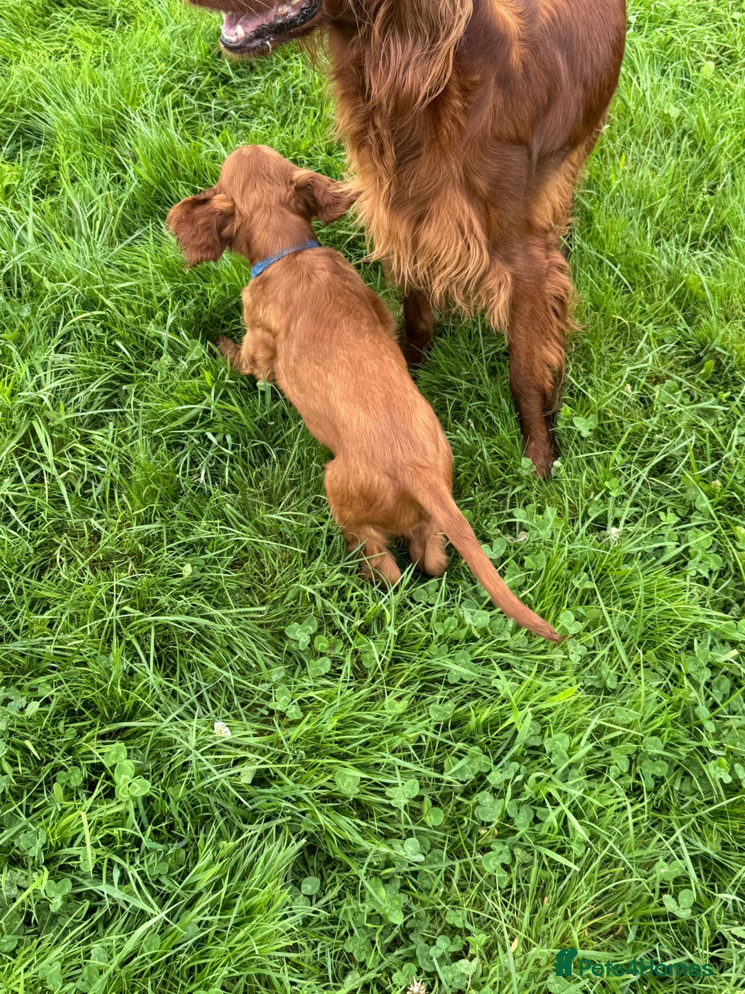 Irish Setter dogs for sale: Stunning Irish Red Setters pups - 1 Boy left - Image 14
