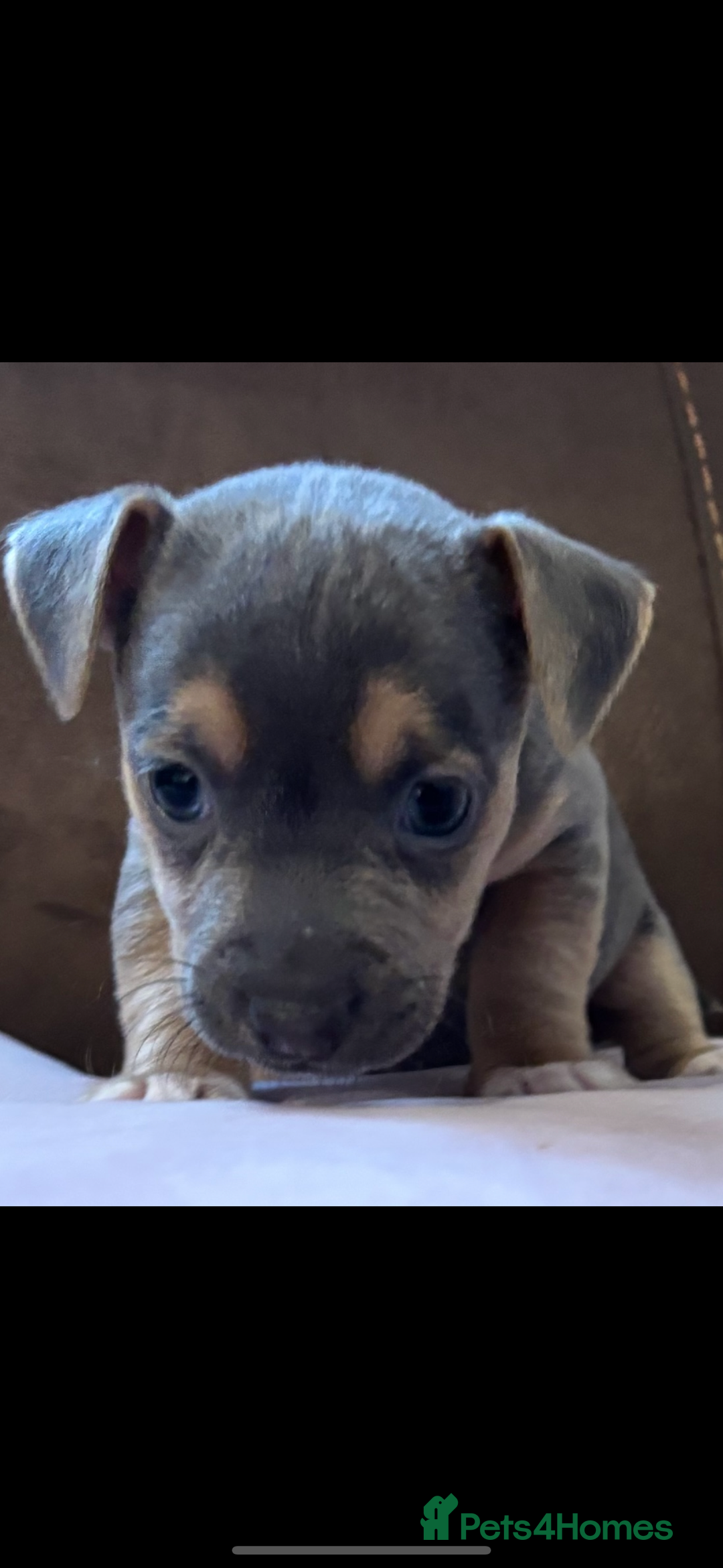 Jack Russell dogs for sale: Miniature Jack Russell Puppies - Image 2