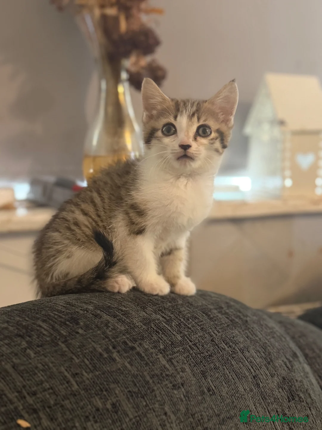 Mixed Breed cats for sale: Beautiful little tabby boy available  in Macclesfield - Advert 4