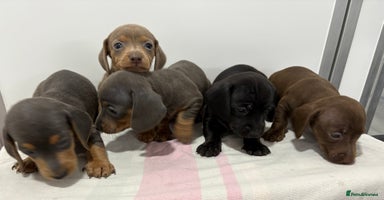Dachshund dogs - Advert 9