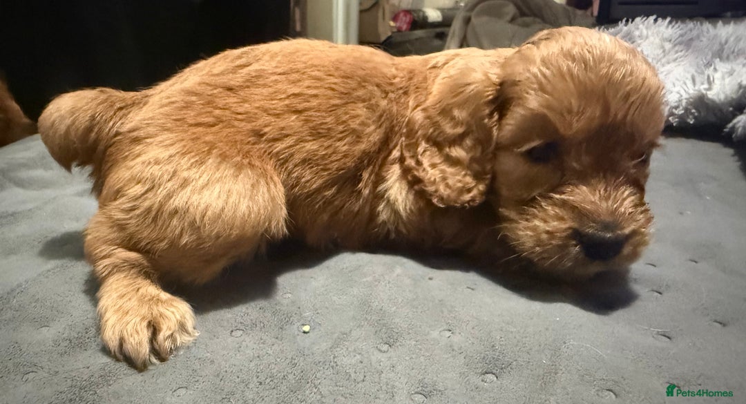 Cockapoo dogs for sale: 5 Absolutely gorgeous Fox Red Cockapoo Puppies - Image 16
