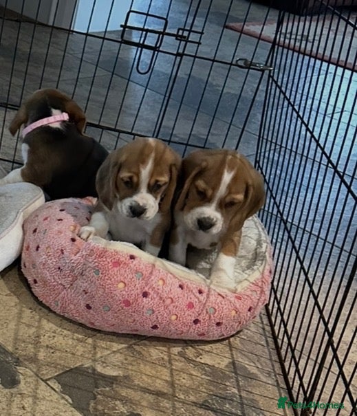 Beagle dogs Quality Beagle Puppies (FOOT BEAGLES) - Advert 2