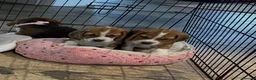 Beagle dogs for sale: Beagle ( foot beagles ) - Advert 4