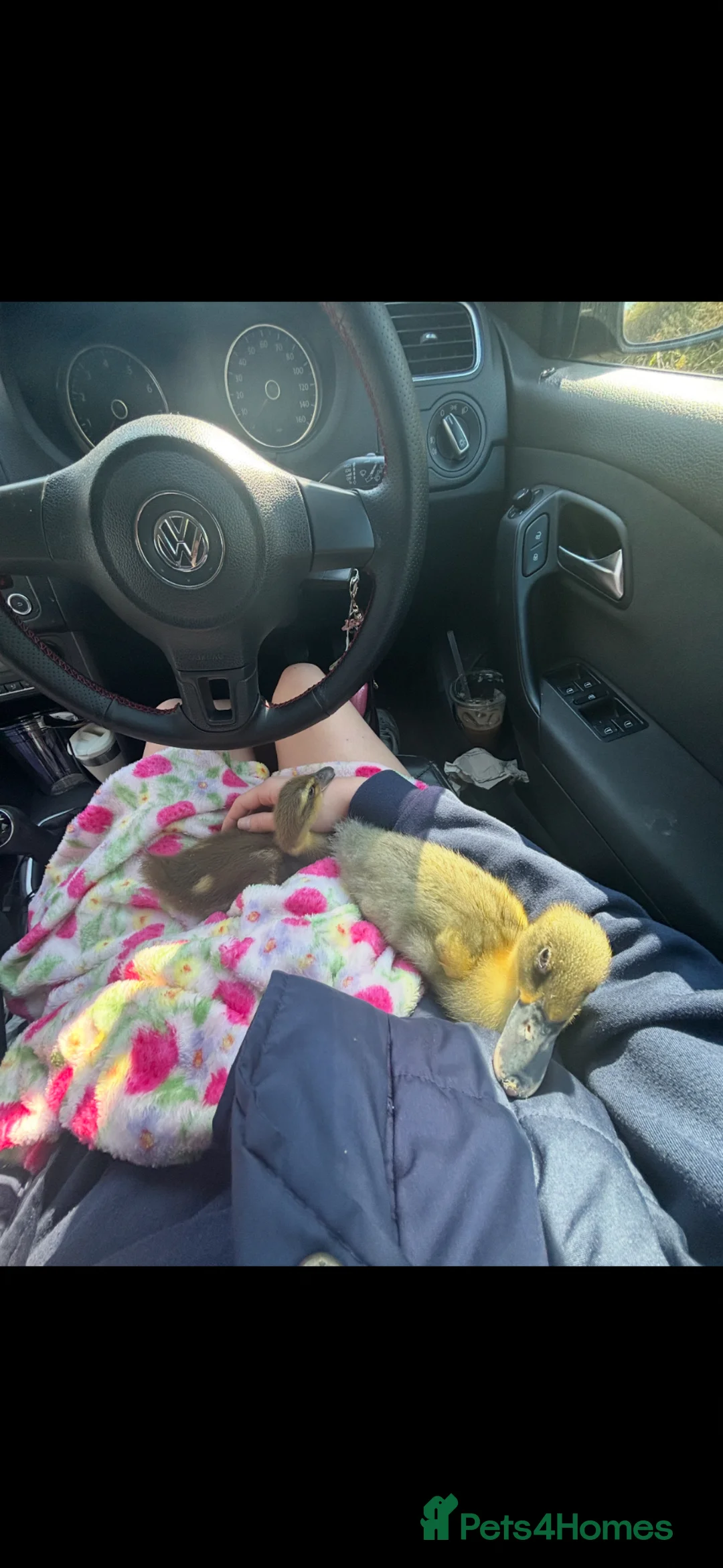 Mixed Breed birds for sale: Indian runner ducks in Leicester - Advert 4