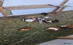 Guinea Pig rodents for sale: Mix breed - Image 2