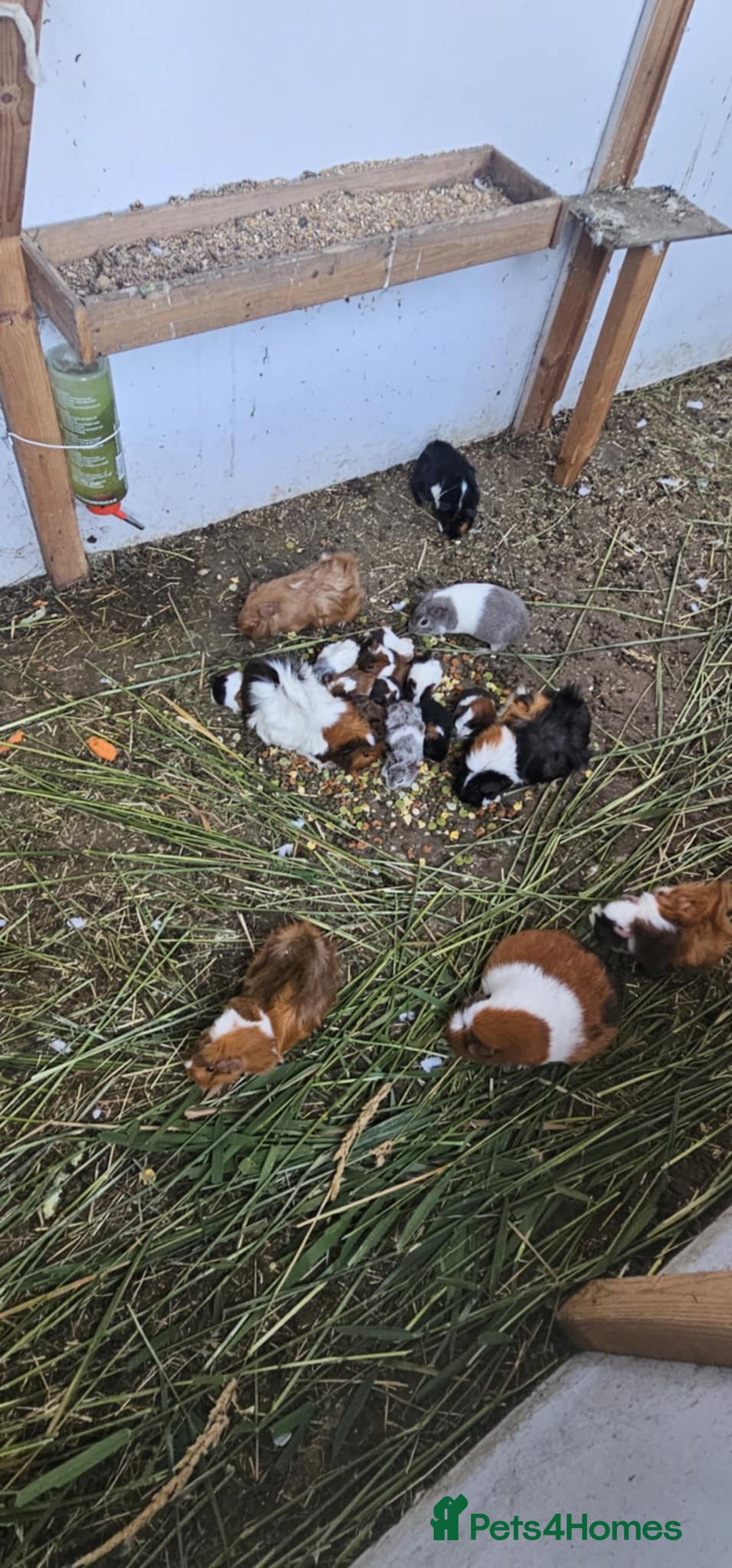 Guinea Pig rodents for sale: Mix breed - Image 2