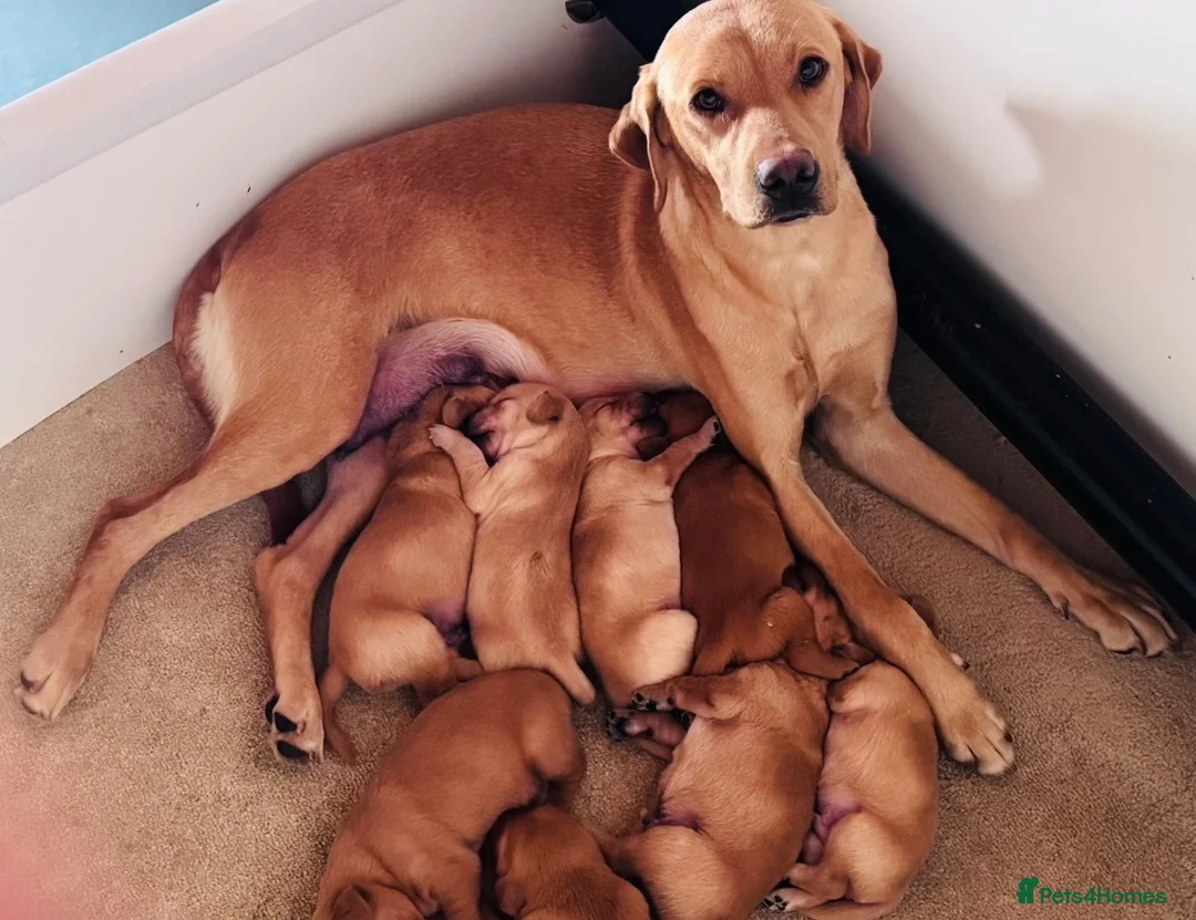 Goldador dogs for sale: Beautiful Golden Goldador Babies 🐾🐾🐾 - Advert 25