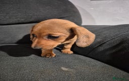 Miniature Dachshund dogs for sale: Miniature Dachshund Puppies  - Image 5