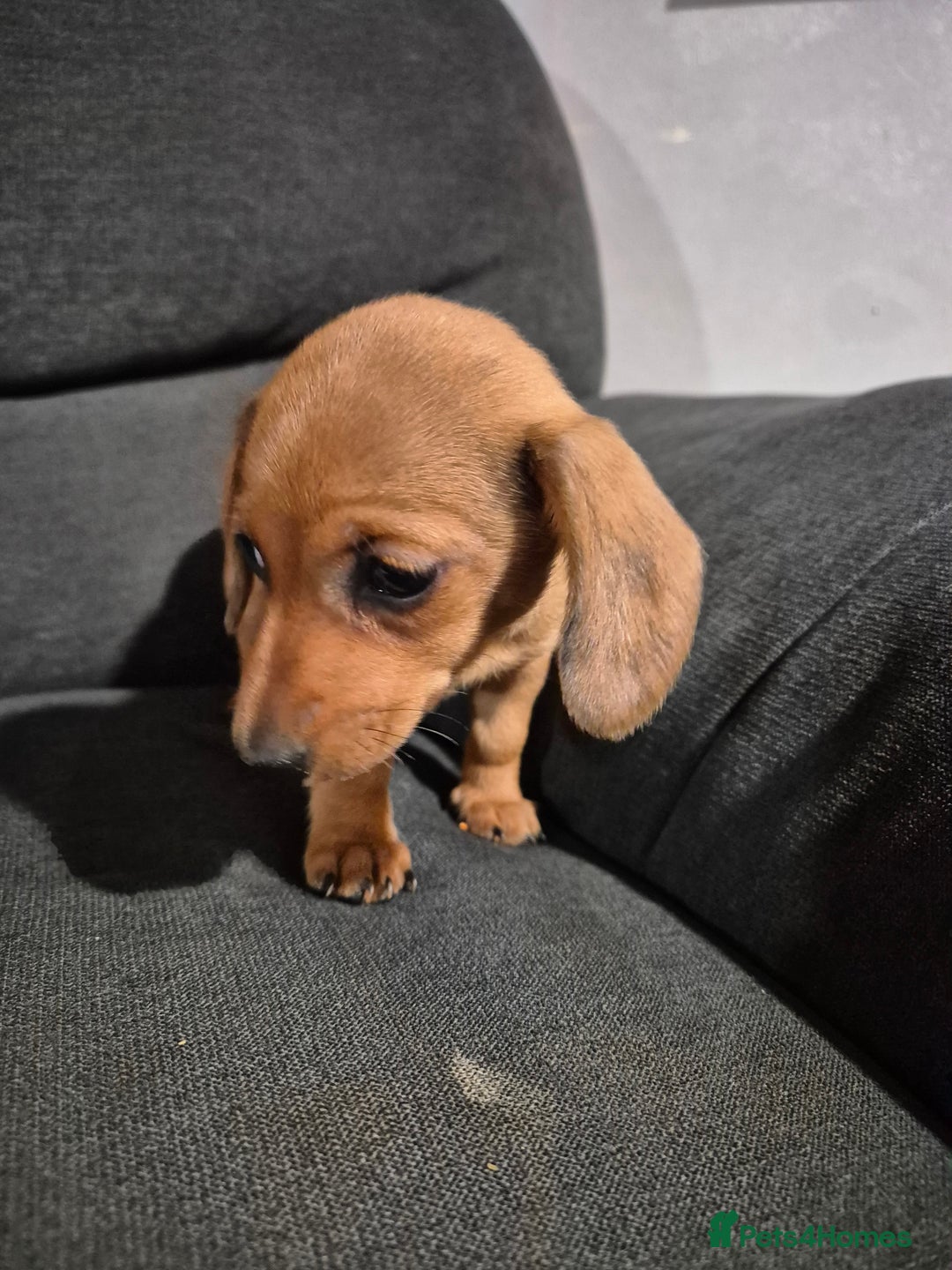 Miniature Dachshund dogs for sale: Miniature Dachshund Puppies  - Image 5