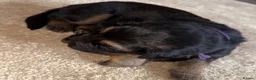German Shepherd dogs for sale: German Shepherd Puppies 🐾 - Advert 15