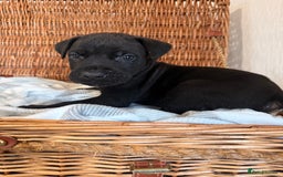 Mixed Breed dogs for sale: Came Corso X Puppies - Image 6