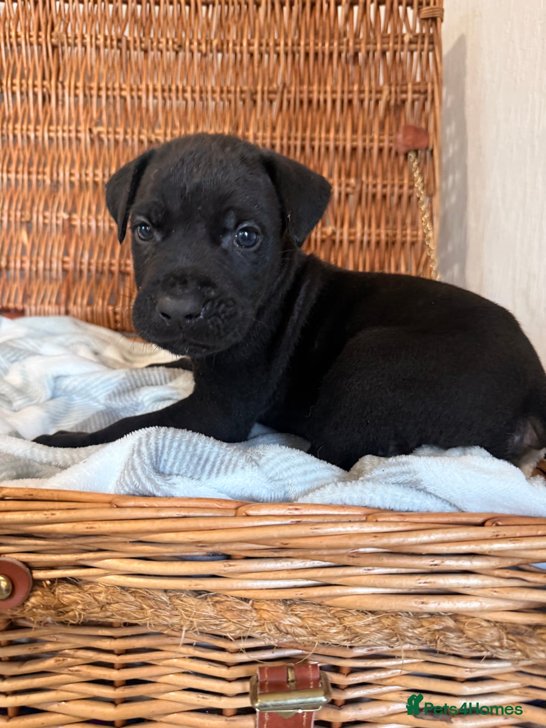 Mixed Breed dogs for sale: Came Corso X Puppies - Image 6