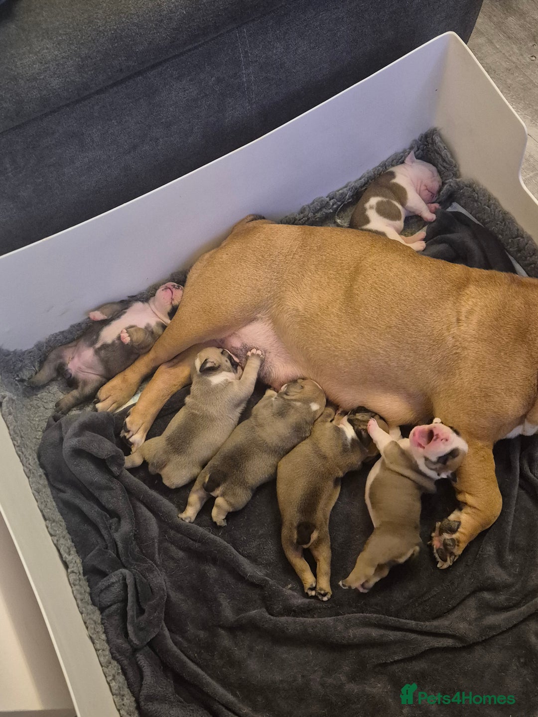 English Bulldog dogs for sale: Kc stunning English bulldog puppies - Advert 13