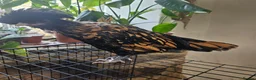 Chickens poultry for sale: Polkies and silkies for sale  - Advert 6
