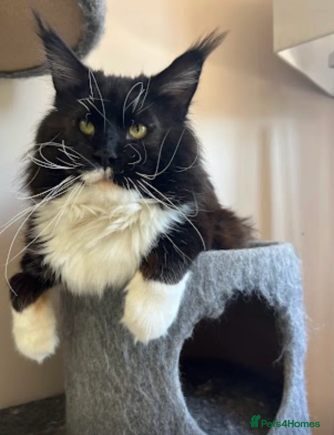Maine Coon cats for sale: Maine coon for adoption  in Marlow - Advert 1