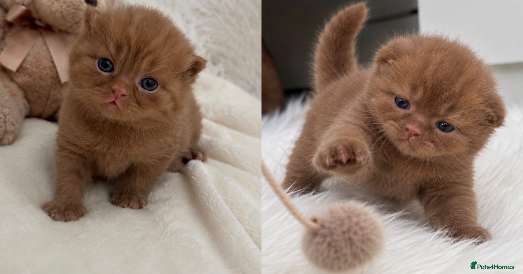 British Shorthair cats 🤎✨ Stunning Cinnamon British Shorthair Kittens  - Advert 1