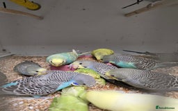 Budgerigars birds for sale: Beautiful Baby Budgies Ready now!!! - Image 2