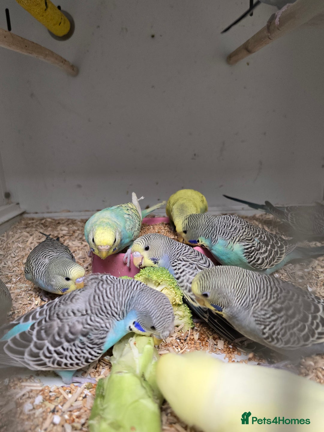 Budgerigars birds for sale: Beautiful Baby Budgies Ready now!!! - Image 2