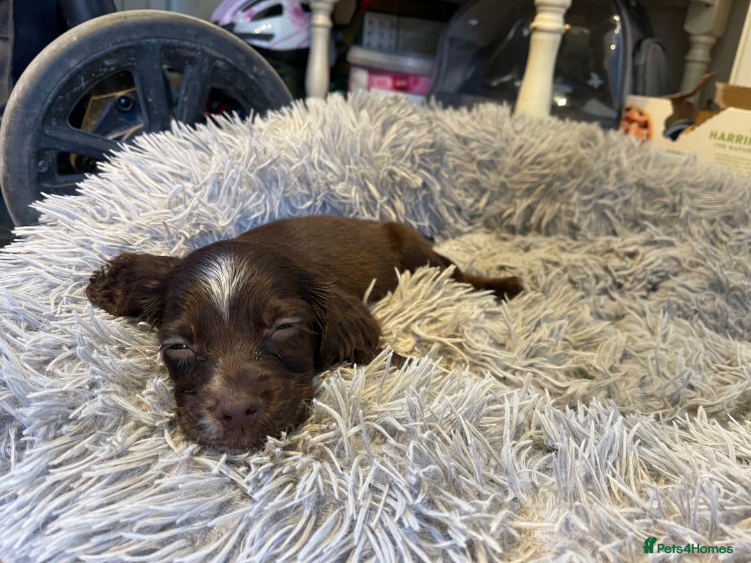 Sprocker dogs for sale: Sprocker cross cocker spaniel puppies  - Image 7