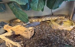Boa Snake reptiles for sale: boa constrictor - Image 2