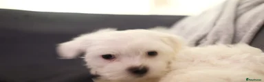 Maltese 1