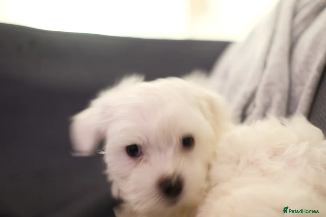 Maltese dogs for sale: Maltes puppy  - Advert 2