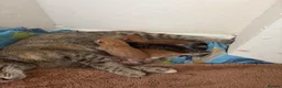 Mixed Breed cats for sale: Ginger kittens for sale  - Advert 2
