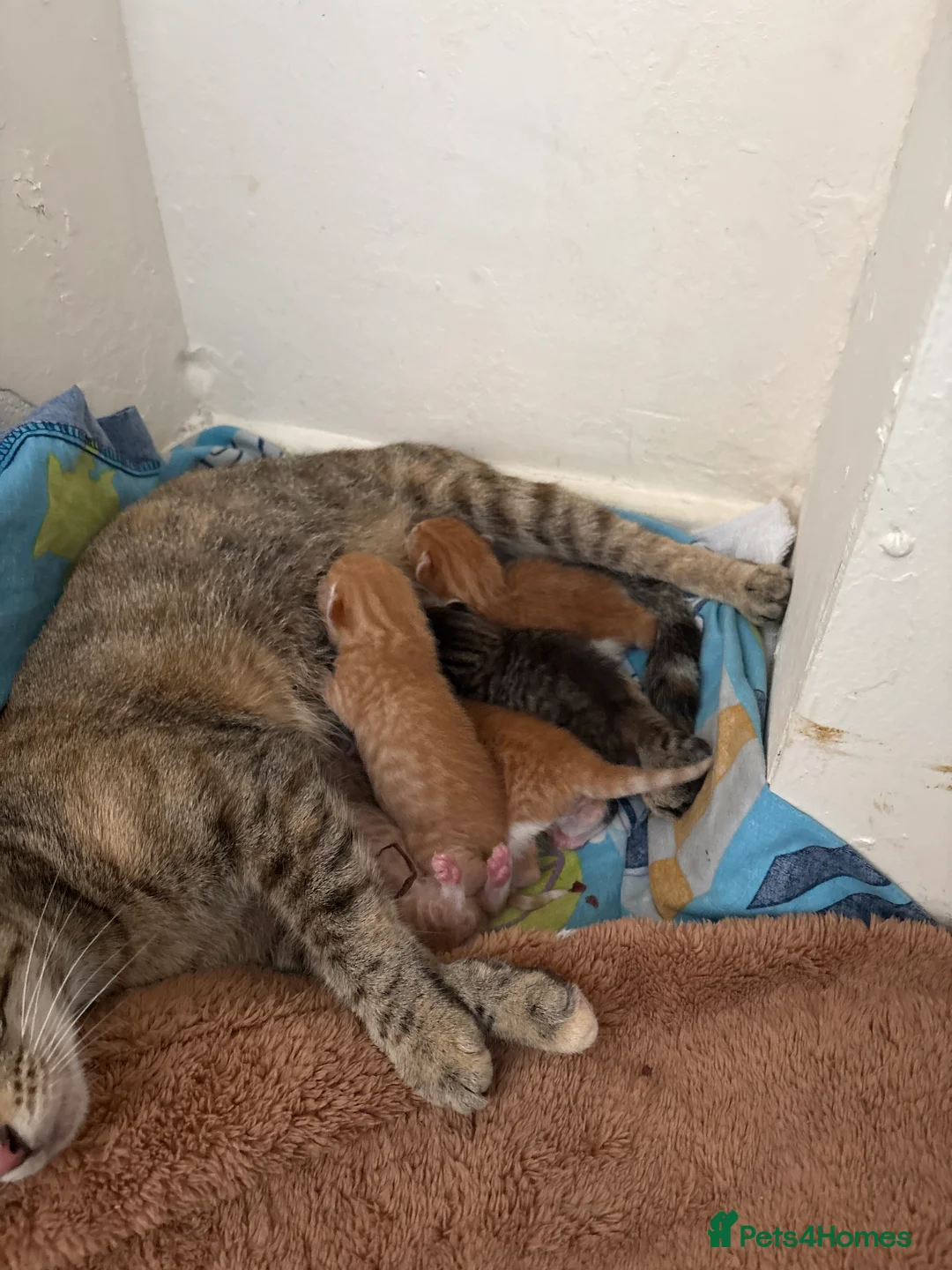 Mixed Breed cats for sale: Ginger kittens for sale  - Advert 2