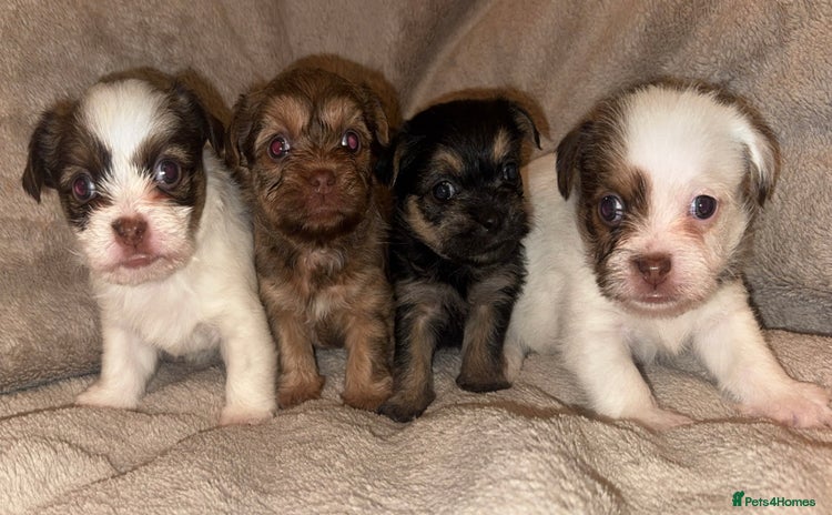 Shih Tzu dogs - Advert 1