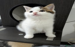 Siberian cats for sale: Unique Female Siberian Kitten - Image 7