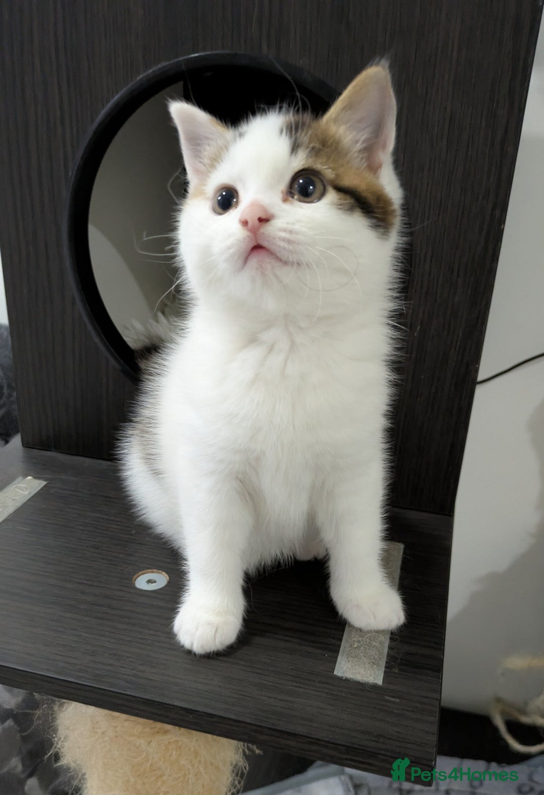 Siberian cats for sale: Unique Female Siberian Kitten - Image 7