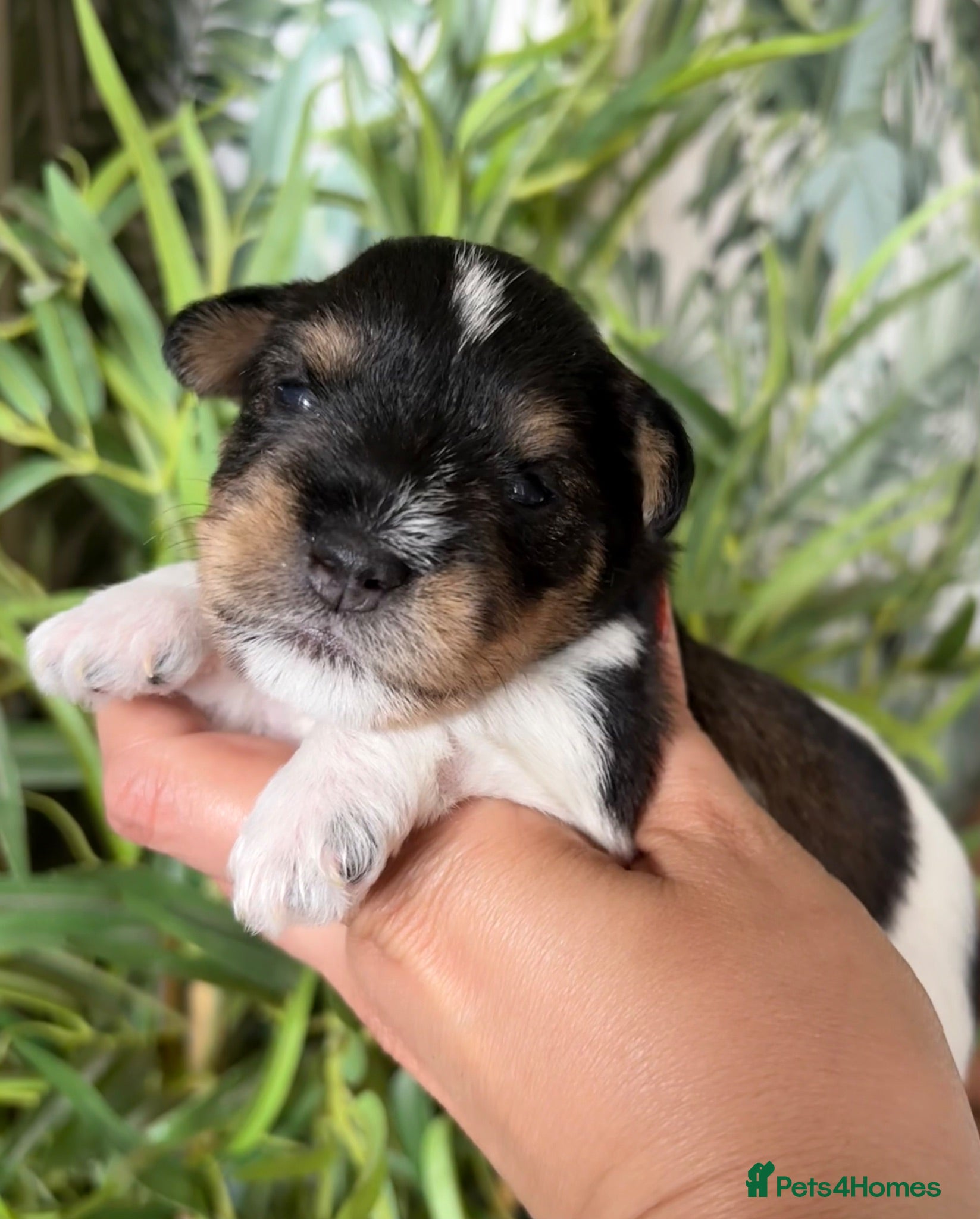 Miniature Schnauzer dogs 5⭐️KC Chocolate Wheaten Black Parti Mini Schnazuer - Advert 3