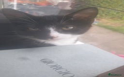Domestic Shorthair cats for sale: Domestic kittens for sale - Image 10