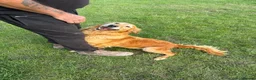 Golden Retriever dogs for sale: Loving golden retriever girl  - Advert 4