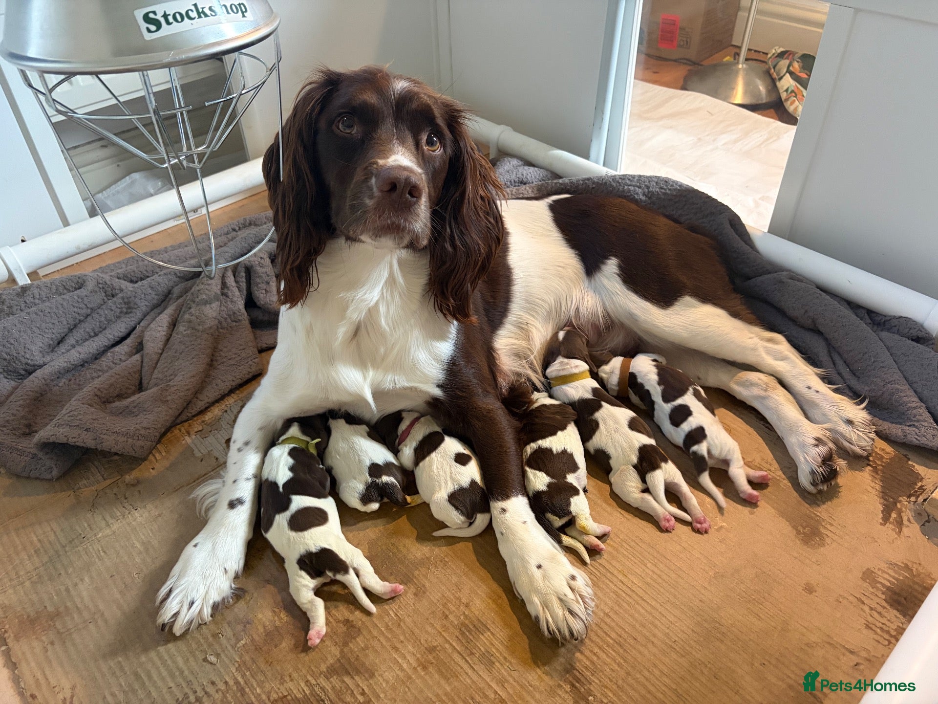 English Springer Spaniel dogs Springer Spaniel Puppies - Advert 1