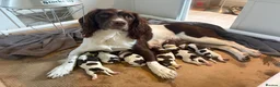English Springer Spaniel dogs for sale: Springer Spaniel Puppies in Shrewsbury - Advert 1