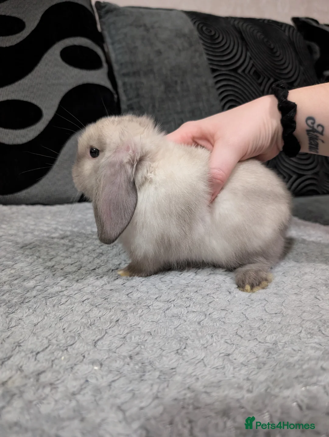 Mini Lop rabbits for sale: 6 beautiful mini lops available 16/3 in Ashford - Advert 8