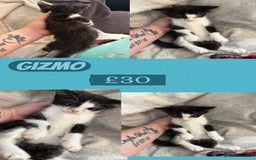 Domestic Shorthair cats for sale: 3 kittens 2 male 1 female - Image 4