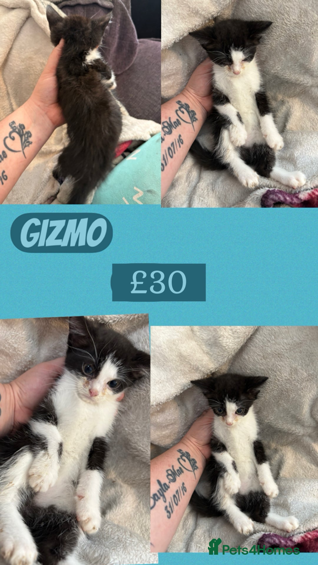 Domestic Shorthair cats for sale: 3 kittens 2 male 1 female - Image 4