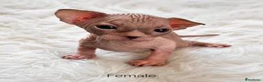 Sphynx 2