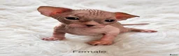 Sphynx cats for sale: Sphynx kittens for sale in Newport - Advert 3