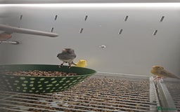 Canaries birds for sale: Irish fancy canary  - Image 13