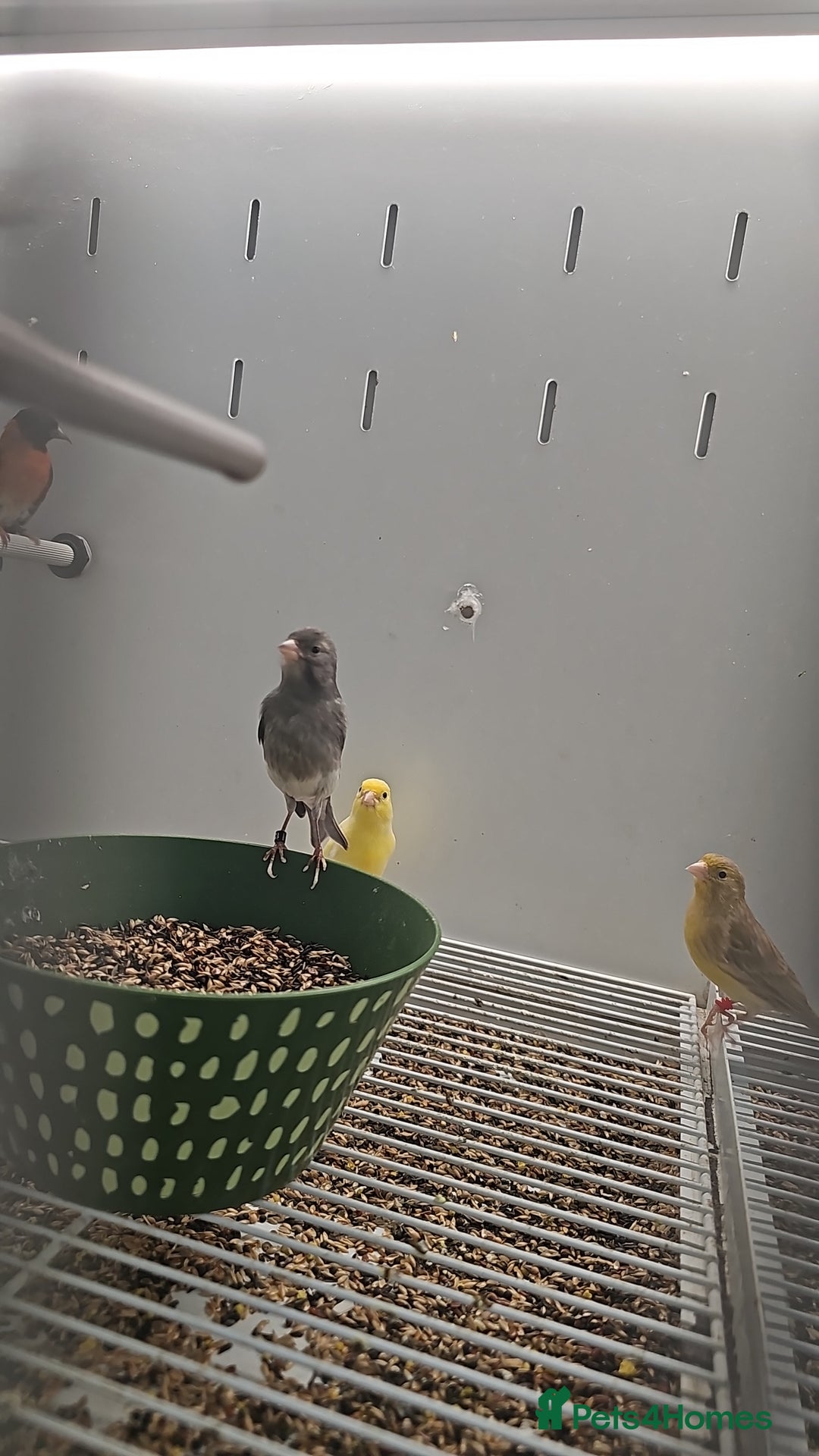 Canaries birds for sale: Irish fancy canary  - Image 13