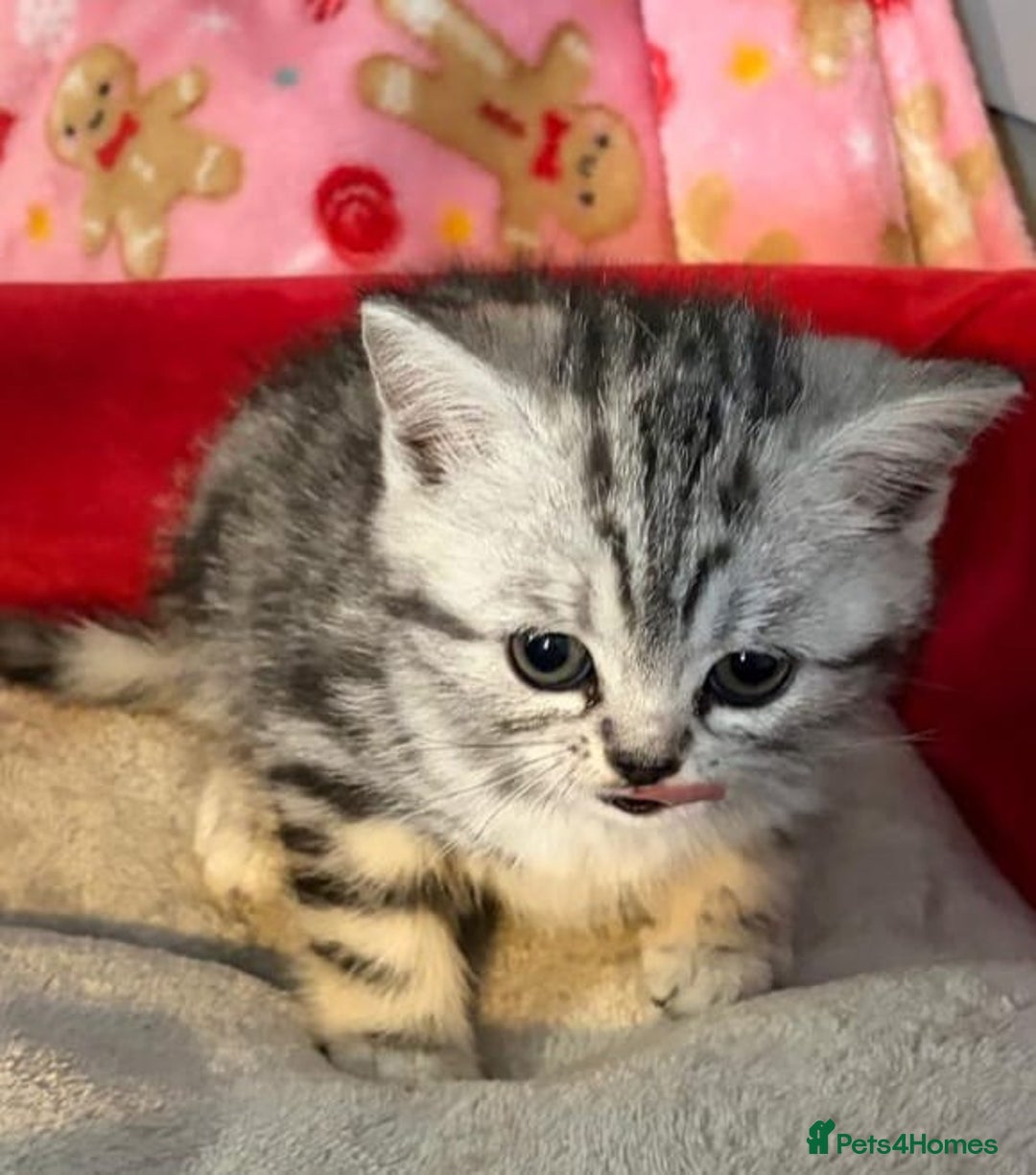 British Shorthair cats for sale: Beautiful bsh kittens  - Image 25